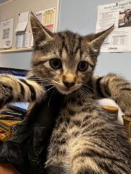 Shelter Stray Female Cat last seen Near Aspen Woods Entry, 30360, GA, Atlanta, GA 30341