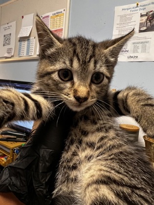 Shelter Stray Female Cat last seen Near Aspen Woods Entry, 30360, GA, Atlanta, GA 30341