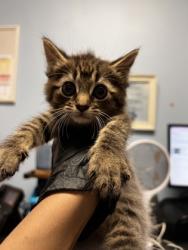 Shelter Stray Female Cat last seen Near Aspen Woods Entry, 30360, GA, Atlanta, GA 30341
