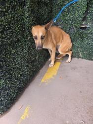 Shelter Stray Female Dog last seen Near LOST WILLOW AVENUE, CITY of El Paso, TX, Fort Bliss, TX 79906