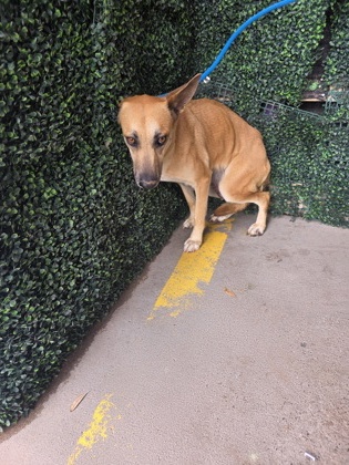 Shelter Stray Female Dog last seen Near LOST WILLOW AVENUE, CITY of El Paso, TX, Fort Bliss, TX 79906