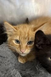 Shelter Stray Male Cat last seen Havelock, NC 28532, New Bern, NC 28562
