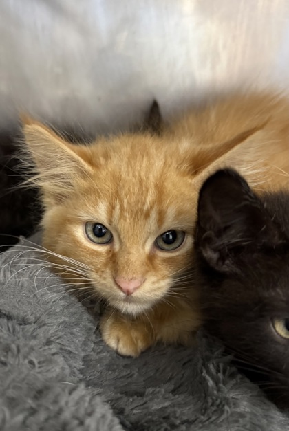 Shelter Stray Male Cat last seen Havelock, NC 28532, New Bern, NC 28562