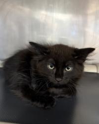 Shelter Stray Male Cat last seen Havelock, NC 28532, New Bern, NC 28562