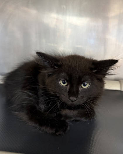 Shelter Stray Male Cat last seen Havelock, NC 28532, New Bern, NC 28562