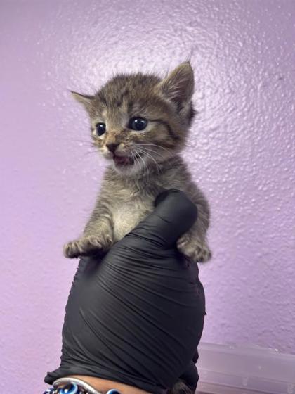 Shelter Stray Male Cat last seen Near Vista del Sol Drive, CITY of El Paso, TX, Fort Bliss, TX 79906