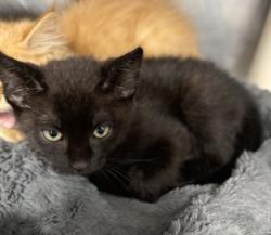 Shelter Stray Male Cat last seen Monroe Drive - Lot #22 - Pelican Point RV Park, MCAS Cherry Point, NC, 1639 Old Airport Rd, New Bern, NC 28562, USA