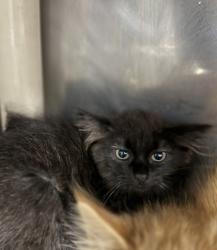 Shelter Stray Male Cat last seen Havelock, NC 28532, New Bern, NC 28562