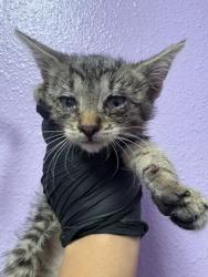 Shelter Stray Female Cat last seen El Paso, TX 79930, Fort Bliss, TX 79906