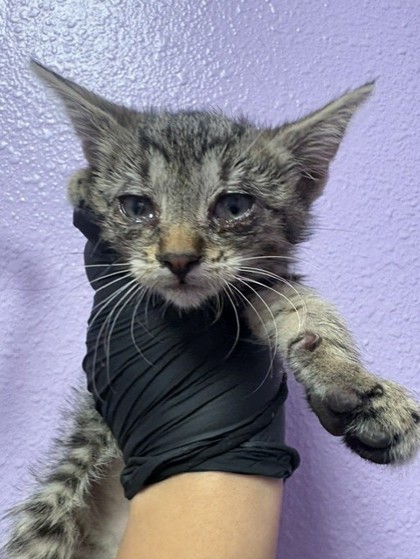 Shelter Stray Female Cat last seen El Paso, TX 79930, Fort Bliss, TX 79906