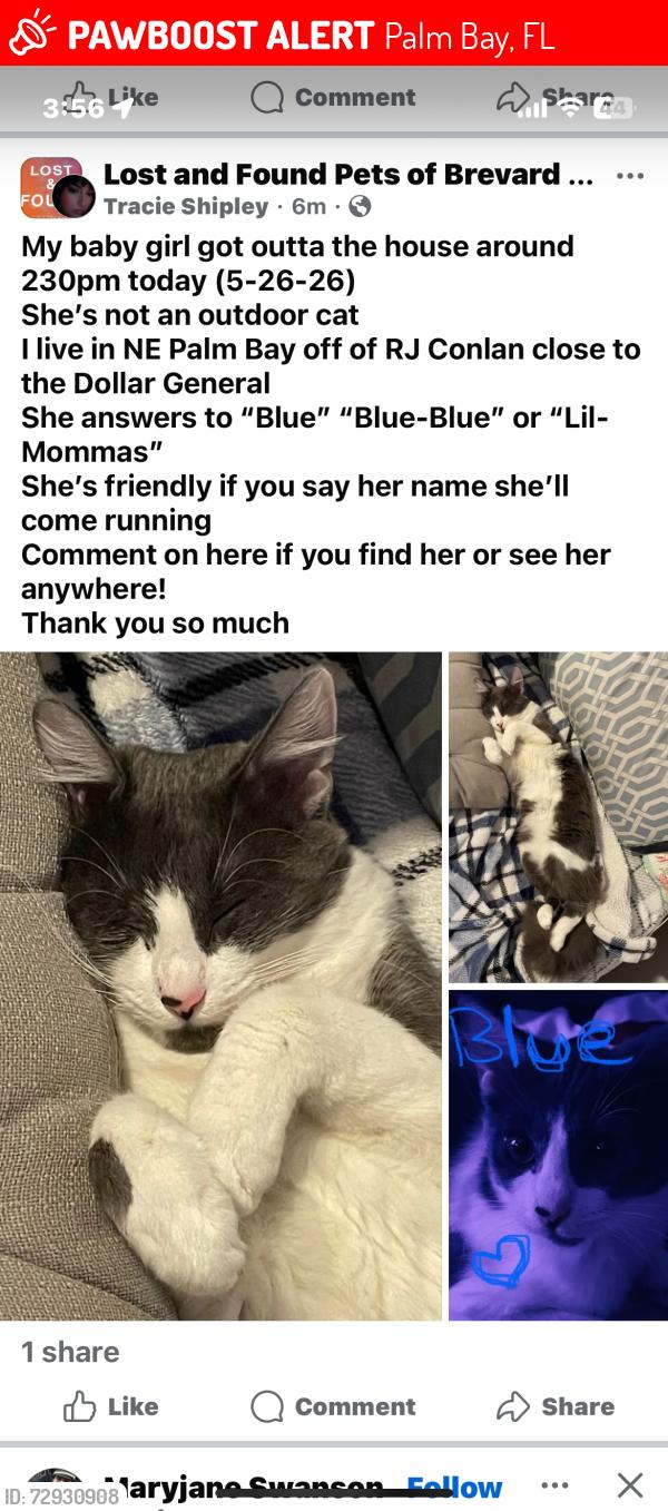 Lost Female Cat last seen RJ Conlan Blvd NE, Palm Bay, FL 32905