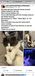 Lost Female Cat last seen RJ Conlan Blvd NE, Palm Bay, FL 32905