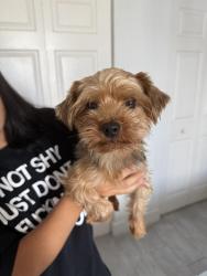 Found/Stray Male Dog last seen hmstd, Miami-Dade County, FL 33033