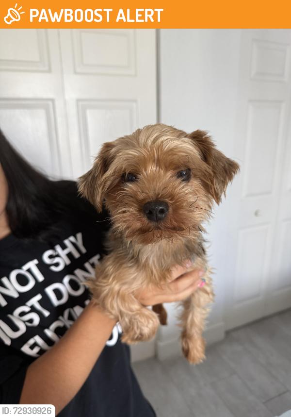 Found/Stray Male Dog last seen hmstd, Miami-Dade County, FL 33033