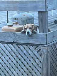 Lost Female Dog last seen Batburst ave and akexson st, Shady Hills, FL 34610