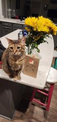 Lost Female Cat last seen Summerwind Plantation subdivision , Garner, NC 27529
