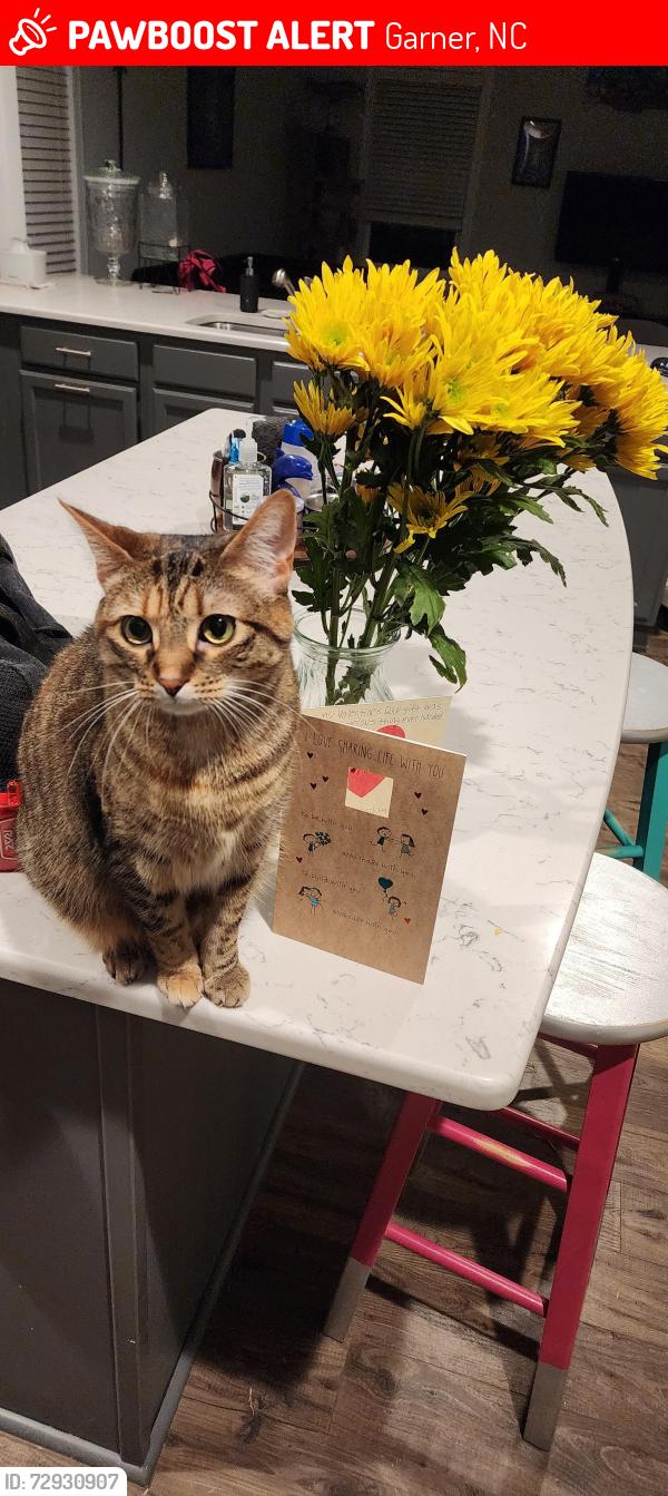 Lost Female Cat last seen Summerwind Plantation subdivision , Garner, NC 27529