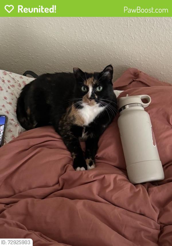 Reunited Female Cat last seen 122nd Ave NE & NE 8th St, Bellevue, WA 98005