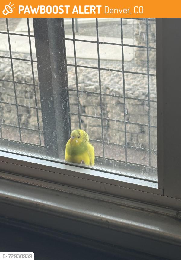 Found/Stray Unknown Bird last seen Outside window of Safta, Denver, CO 80216