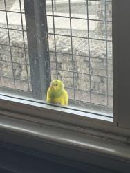 Found/Stray Unknown Bird last seen Outside window of Safta, Denver, CO 80216