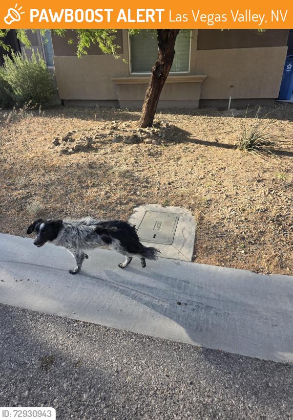Found/Stray Unknown Dog last seen Riley and Fisher, Las Vegas Valley, NV 89149