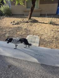 Found/Stray Unknown Dog last seen Riley and Fisher, Las Vegas Valley, NV 89149