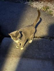 Lost Female Cat last seen Bandock and Gunby Roads, Richmond, VA 23229