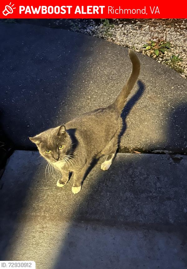 Lost Female Cat last seen Bandock and Gunby Roads, Richmond, VA 23229