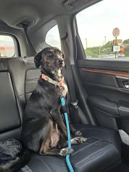Lost Female Dog last seen Old River Road, Barrus Construction Road, Belvior Area of greenville, Greenville, NC 27834
