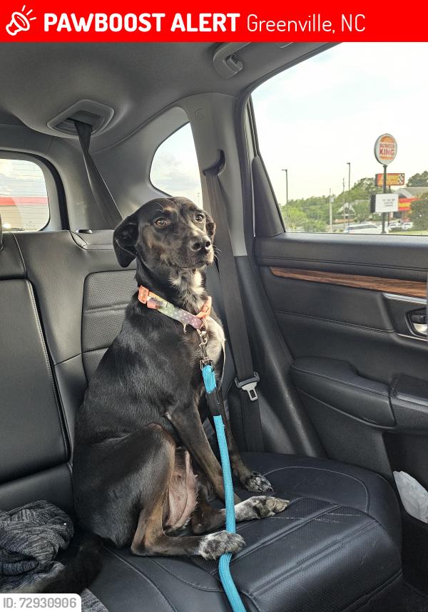 Lost Female Dog last seen Old River Road, Barrus Construction Road, Belvior Area of greenville, Greenville, NC 27834