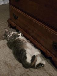 Lost Female Cat last seen Wyomina Park Elementary  NE Ocala  34470, Ocala, FL 34470