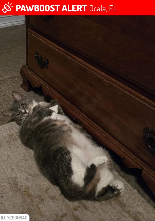 Lost Female Cat last seen Wyomina Park Elementary  NE Ocala  34470, Ocala, FL 34470