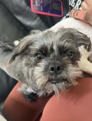 Reunited Male Dog last seen Providence Blvd , Providence Village, TX 76227