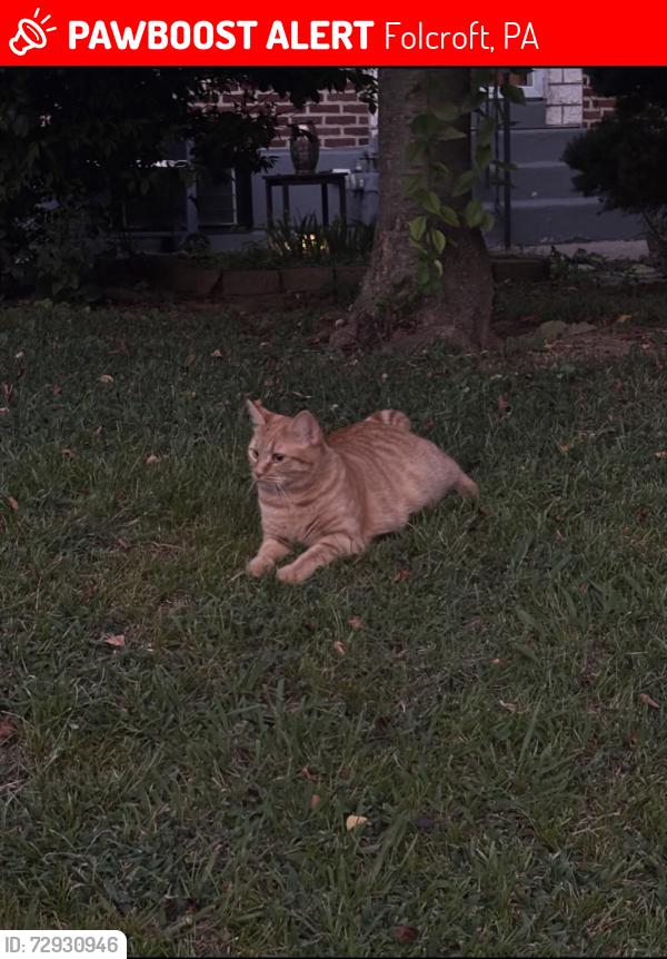 Lost Female Cat last seen grant rd, Folcroft, PA 19032