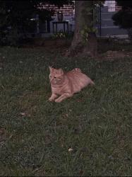 Lost Female Cat last seen grant rd, Folcroft, PA 19032