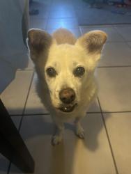 Reunited Male Dog last seen Joe Porter and Vista Del Sol, El Paso, TX 79936