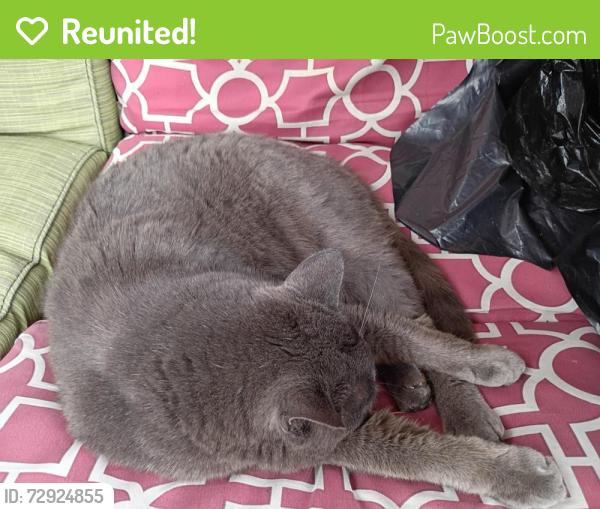 Reunited Male Cat last seen Snow Rd, Parma, OH 44130