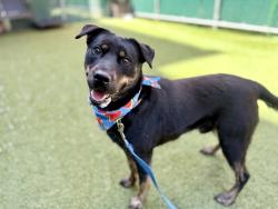 Shelter Stray Male Dog last seen Near Eastchester Road, BRONX, NY, 10461, New York, NY 10029