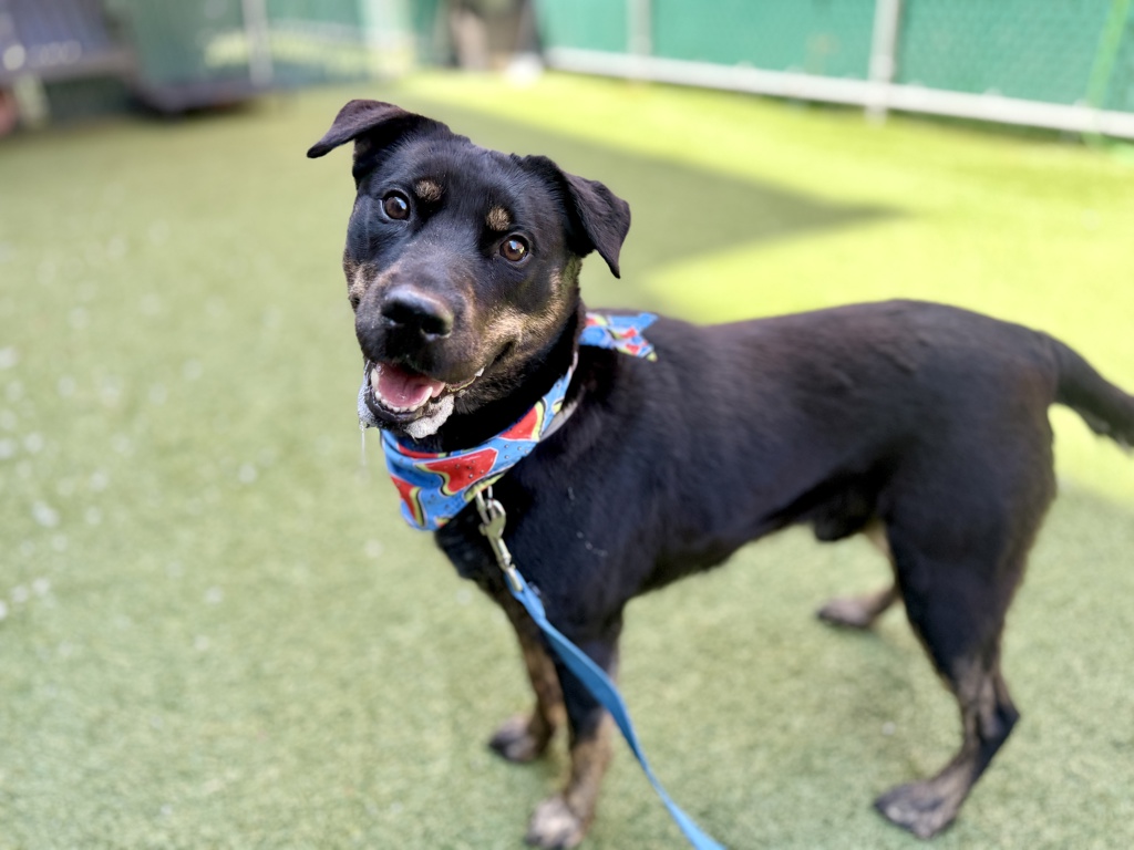 Shelter Stray Male Dog last seen Near Eastchester Road, BRONX, NY, 10461, New York, NY 10029