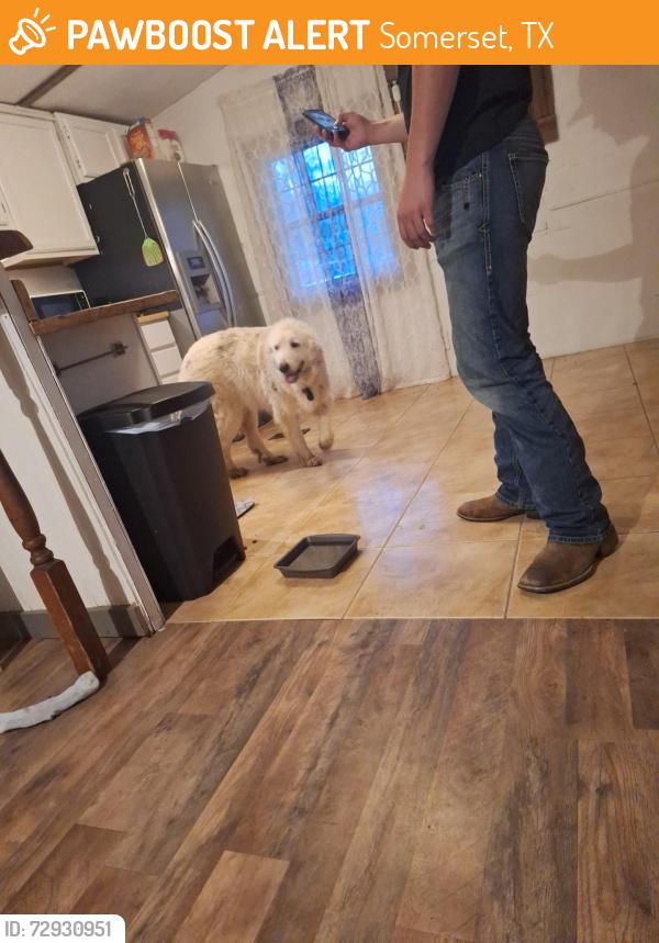 Found/Stray Female Dog last seen Heickman rd, Somerset, TX 78069