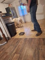Found/Stray Female Dog last seen Heickman rd, Somerset, TX 78069