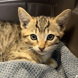 Shelter Stray Male Cat last seen Barnett Avenue, San Diego, CA, 92110, San Diego, CA 92110