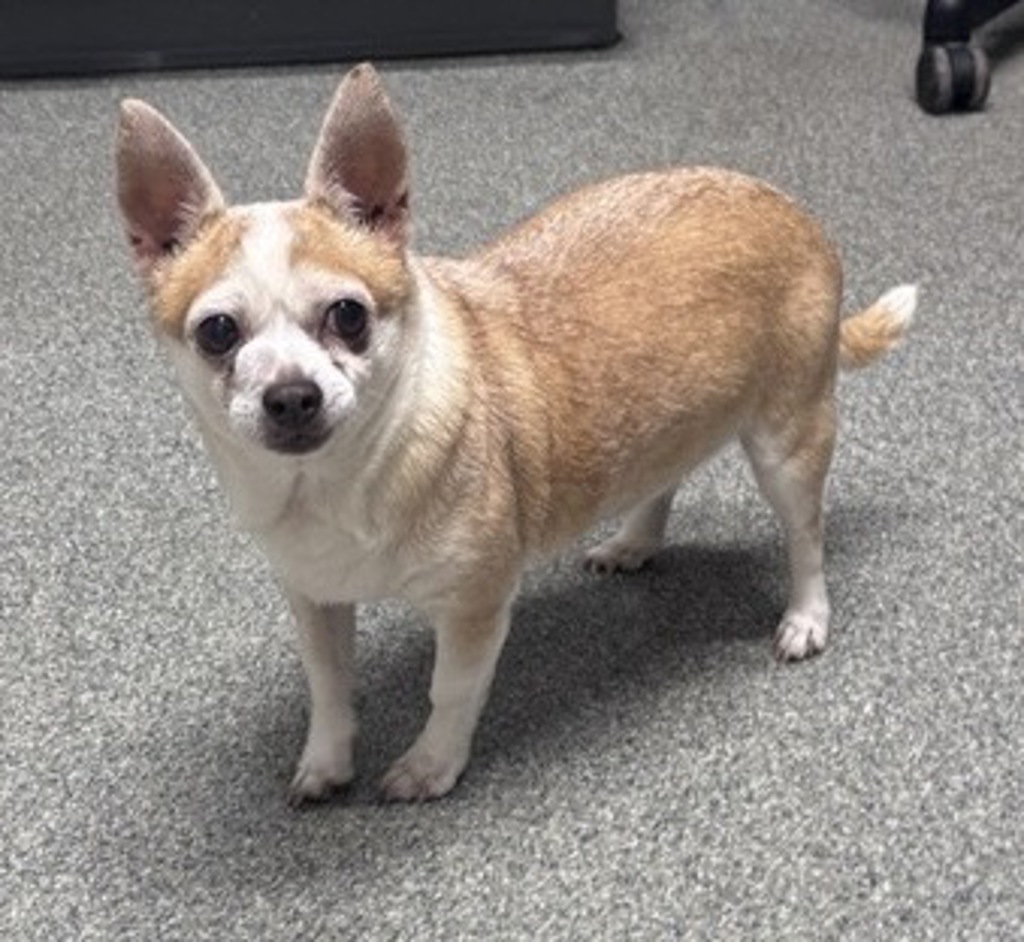 Shelter Stray Female Dog last seen W 4th Avenue, Escondido, CA, 92025, Escondido, CA 92027