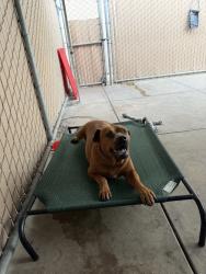 Shelter Stray Male Dog last seen Near Logan Avenue, San Diego, CA, 92113, San Diego, CA 92110