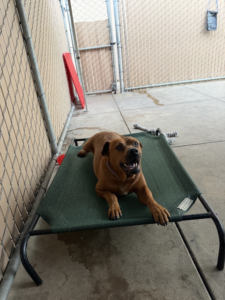 Shelter Stray Male Dog last seen Near Logan Avenue, San Diego, CA, 92113, San Diego, CA 92110
