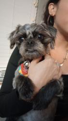 Reunited Male Dog last seen Providence Blvd , Providence Village, TX 76227