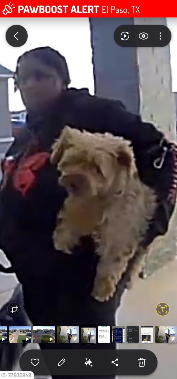 Lost Female Dog last seen Tierra Coruna , El Paso, TX 79938