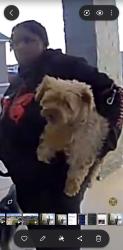 Lost Female Dog last seen Tierra Coruna , El Paso, TX 79938