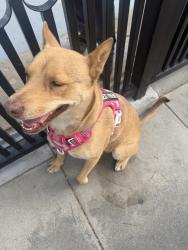 Reunited Female Dog last seen Ontario, CA, USA, Ontario, CA 91761