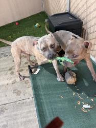 Shelter Stray Male Dog last seen Aero Drive, San Diego, CA, 92124, San Diego, CA 92110
